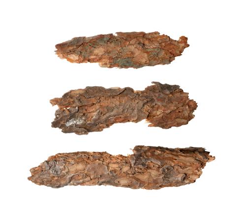 肉苁蓉(荒漠)